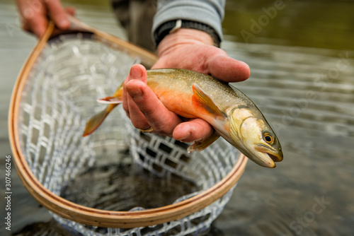 Hand with caught fish photo