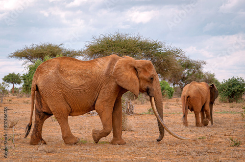 Elephants in savanna