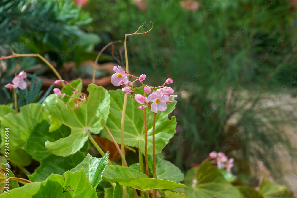 Little pink flowers in the garden Little pink flowers in the garden