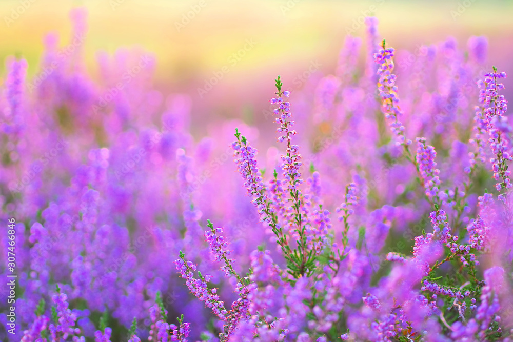 Heide im Spätsommer - flowering Heather, Calluna vulgaris in the morning Heide im Spätsommer - flowering Heather, Calluna vulgaris in the morning