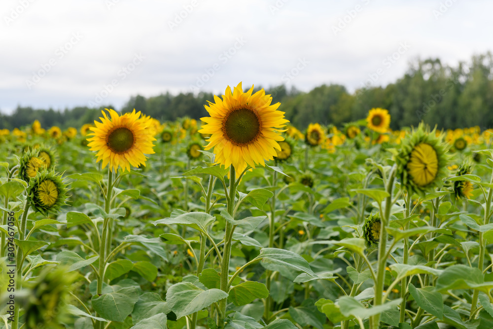 Sunflower field landscape natural background Sunflower field landscape natural background