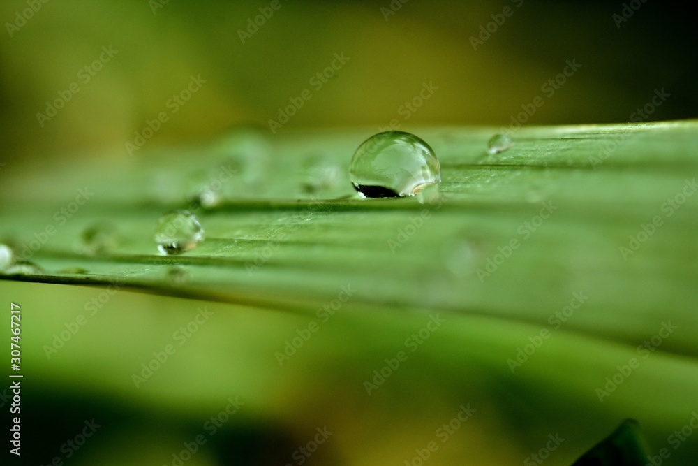 drops on grass drops on grass