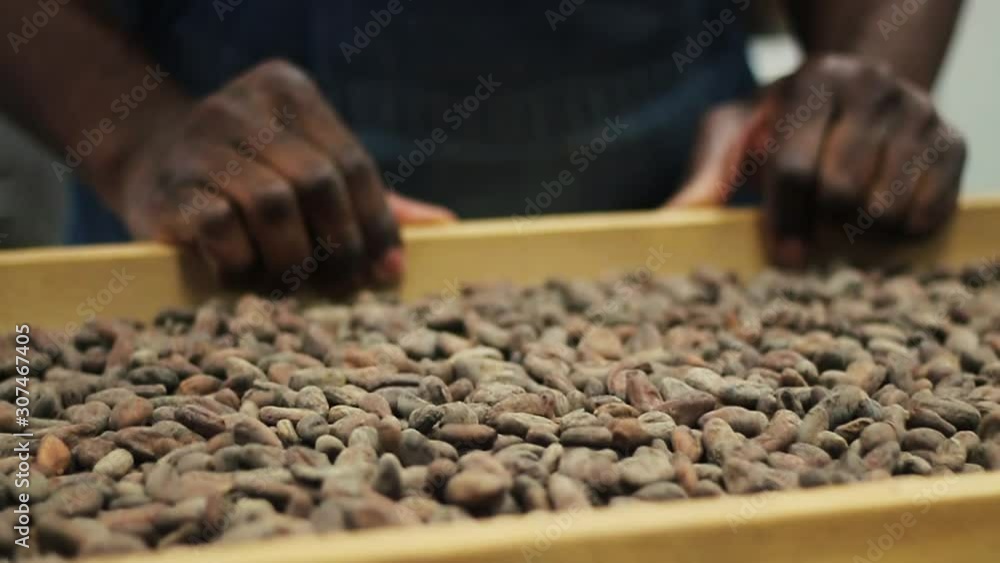 Slow Motion Shaking and Sorting Cocoa Beans Slow Motion Shaking and Sorting Cocoa Beans