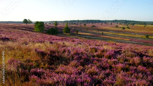 Lüneburger Heide im Herbst