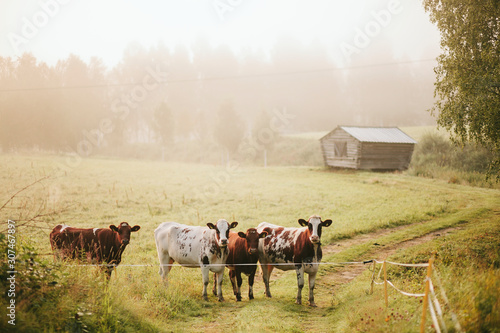 Cows on pasture photo