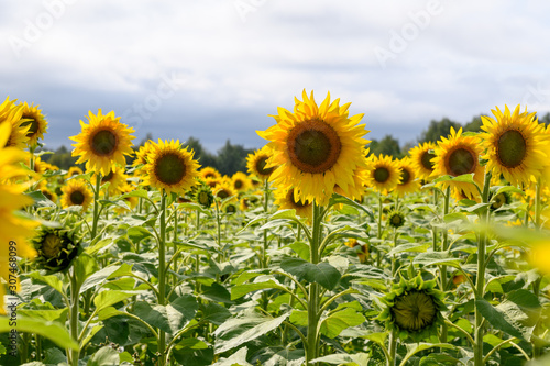 Sunflower field landscape natural background