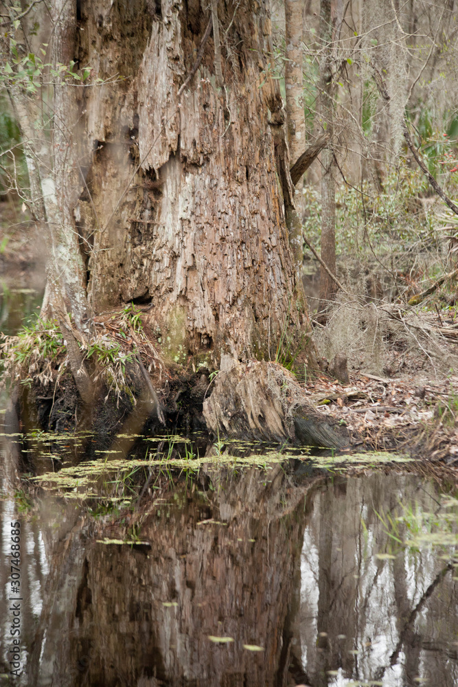 Cypress Tree in a swamp Cypress Tree in a swamp