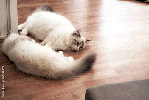 2 cats lying on the floor in the room photo