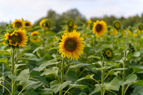 Sunflower field landscape natural background