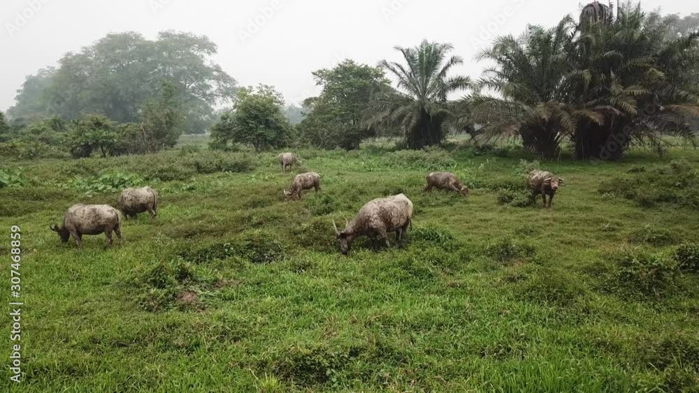 Buffaloes are eating grass at the fields in green field at Malaysia, Southeast Asaia. Buffaloes are eating grass at the fields in green field at Malaysia, Southeast Asaia.