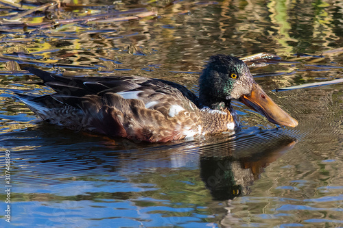 shoveler duck photo