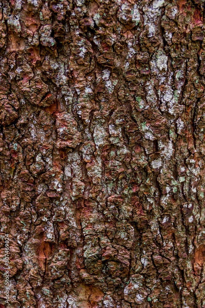 close-up bark of spruce