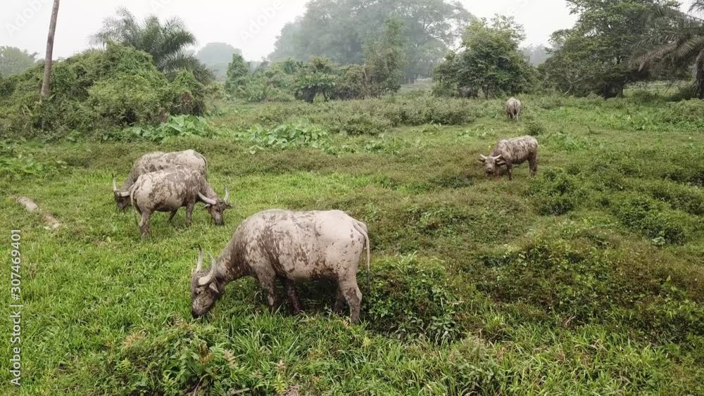 Group of buffaloes grazing grass at farmland. Livestock at traditional kampung Malaysia. Group of buffaloes grazing grass at farmland. Livestock at traditional kampung Malaysia.