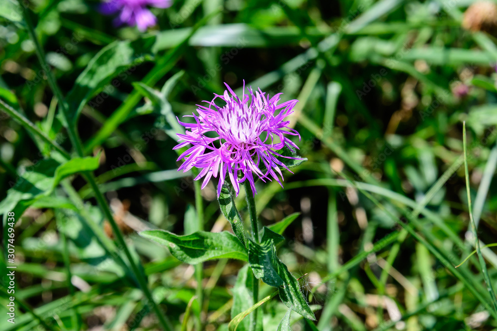 One small blue flower of Stokesia laevis plant, commonly known as Stokes' aster, and green leaves grass, in a garden in a sunny summer day One small blue flower of Stokesia laevis plant, commonly known as Stokes' aster, and green leaves grass, in a garden in a sunny summer day