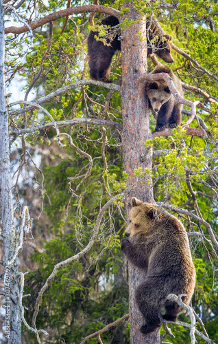 Fototapeta Naklejka Na Ścianę i Meble -  Brown Bear (Ursus arctos). She-bear and Bear-cubs having scented danger, got on a  Pine tree. Spring forest.