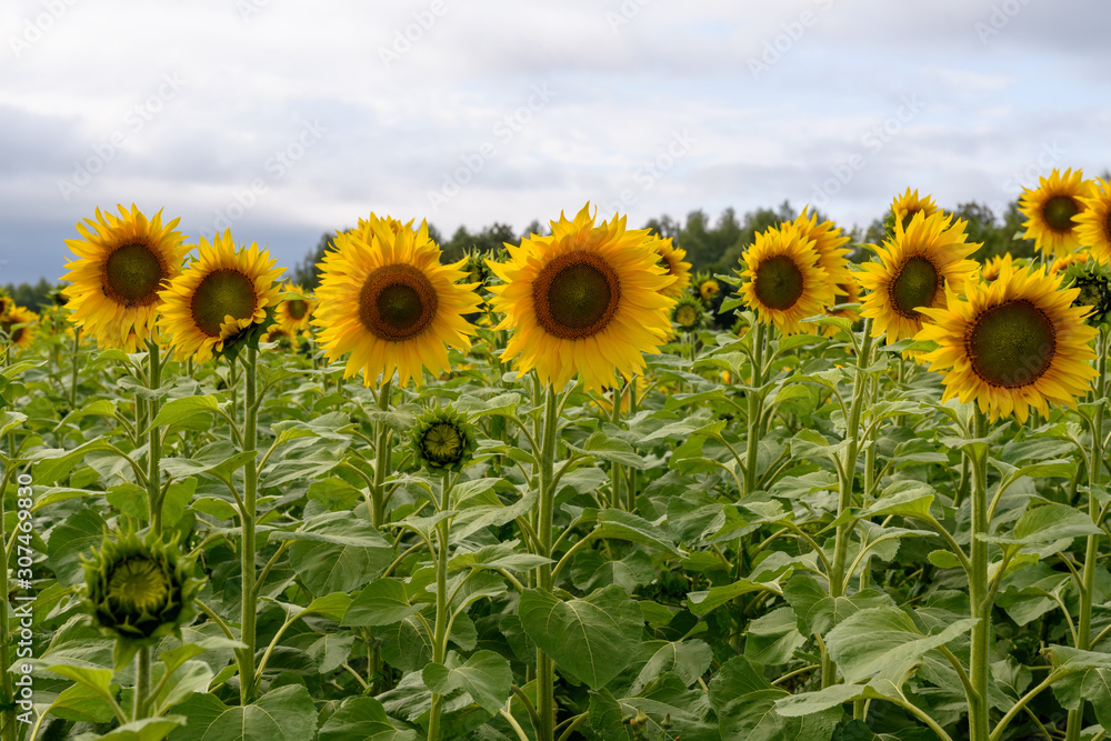 Obraz premium Sunflower field landscape natural background