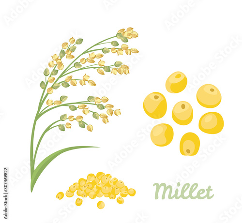 Proso millet isolated on white background. Cereal spike, yellow grains and heap of seeds. Vector illustration in cartoon simple flat style. Healthy gluten free food.