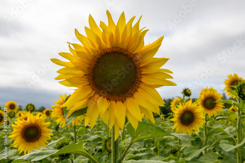 Sunflower field landscape natural background