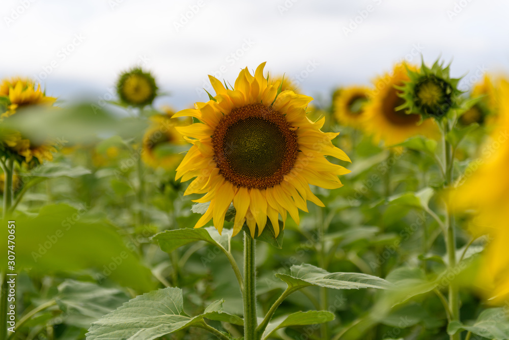 Sunflower field landscape natural background Sunflower field landscape natural background