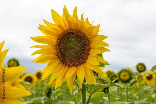 Sunflower field landscape natural background