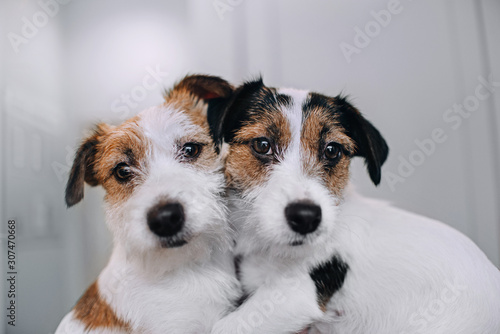 Two jack russell terriers sitting in an embrace