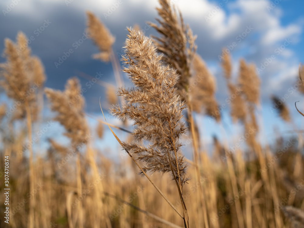 A single Reed in the Foreground with a patch in the background A single Reed in the Foreground with a patch in the background