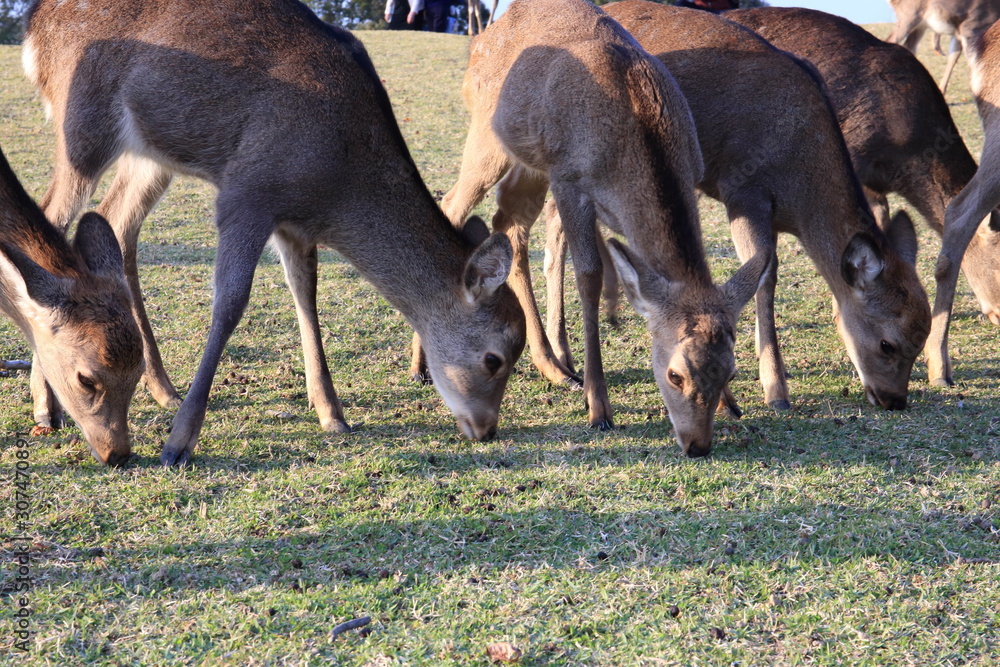 Nara Park in Nara Prefecture, Japan and the scenery of deer living in the park Nara Park in Nara Prefecture, Japan and the scenery of deer living in the park