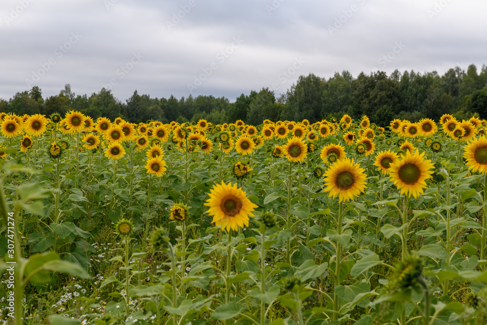 Fototapeta premium Sunflower field landscape natural background