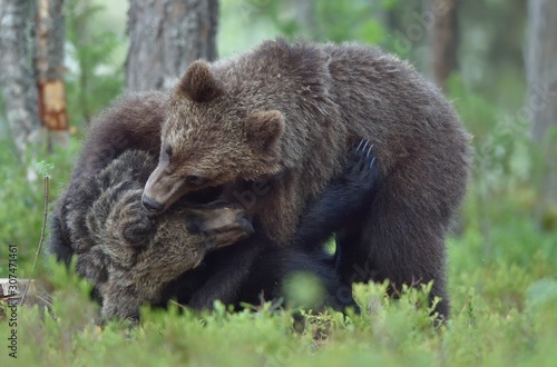 Wallpaper Mural The Cubs of Brown bears (Ursus Arctos Arctos) playfully fighting, The summer forest. Natural green Background Torontodigital.ca
