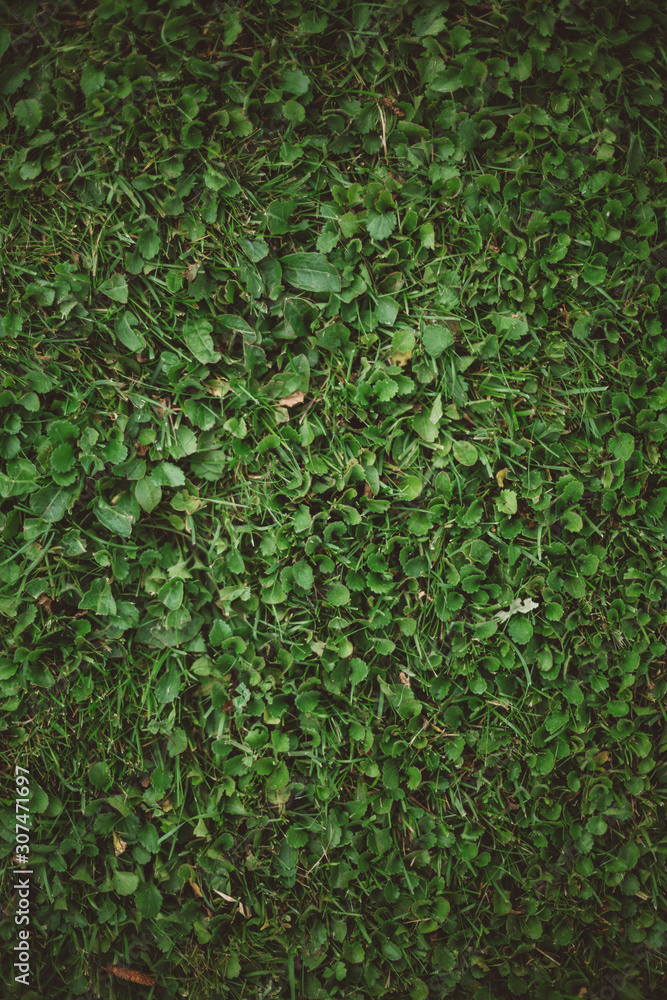 Grass Grass