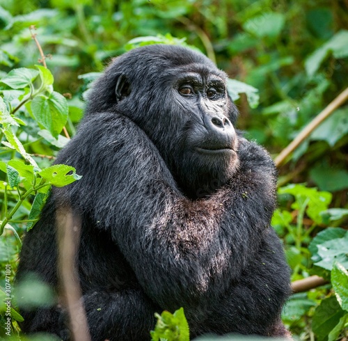 Close up Portrait of a mountain gorilla at a short distance in natural habitat. The mountain gorilla (Gorilla beringei beringei) © Uryadnikov Sergey