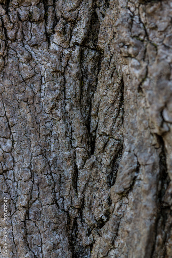 tree bark texture