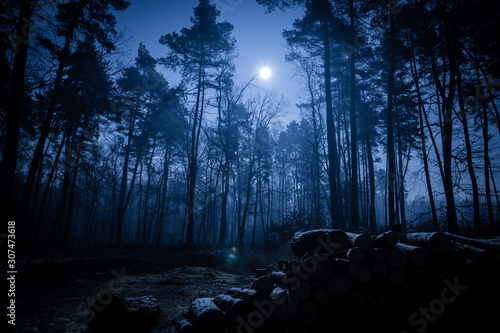 Fototapeta Naklejka Na Ścianę i Meble -  Dark night forest