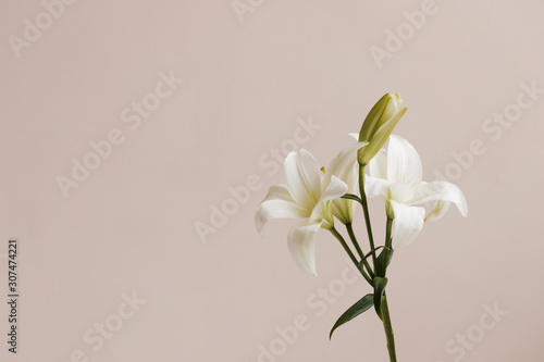 white lilies in front of pink wall photo