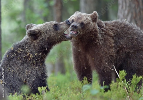 The Cubs of Brown bears (Ursus Arctos Arctos) playfully fighting, The summer forest. Natural green Background