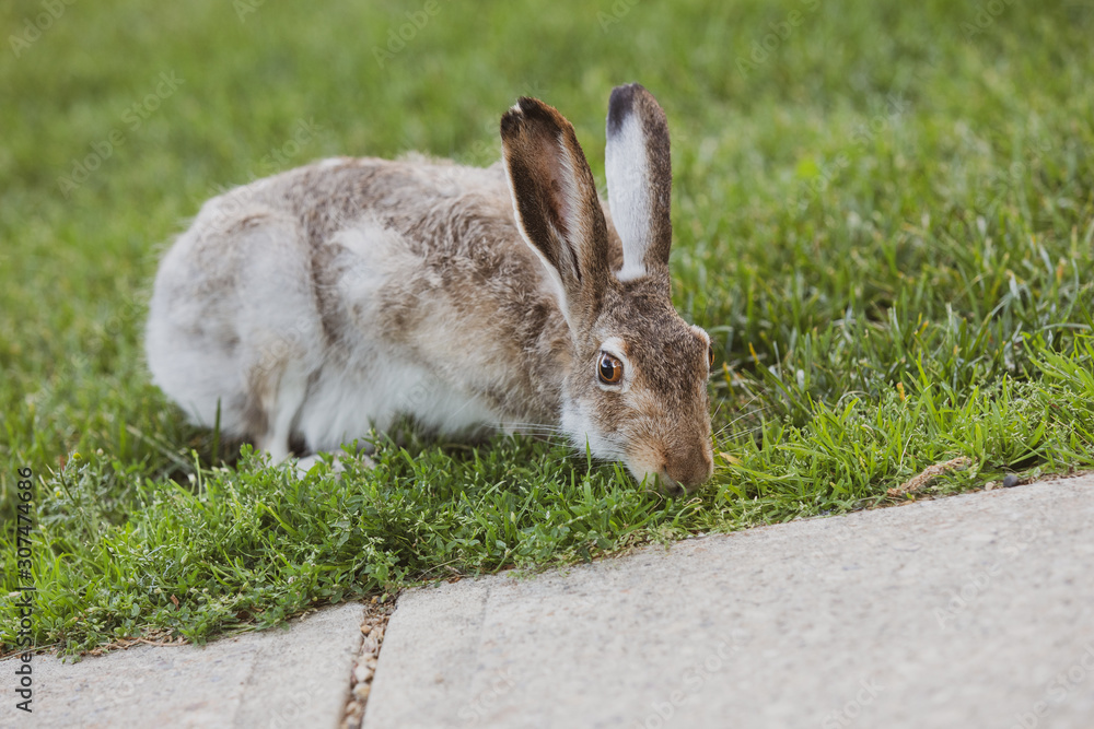 Fototapeta premium Gray Hare