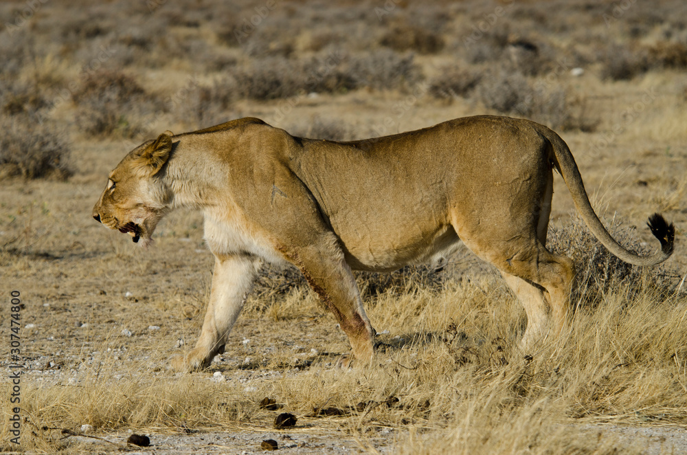 Liones - Etosha National Park - Namibia Liones - Etosha National Park - Namibia