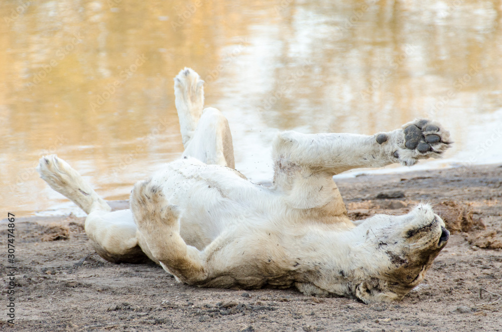 Liones - Kruger National Park - South Africa