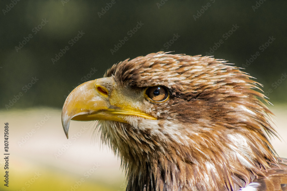 bald eagle resting in his innkeeper