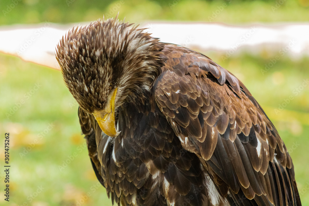 Fototapeta premium bald eagle resting in his innkeeper