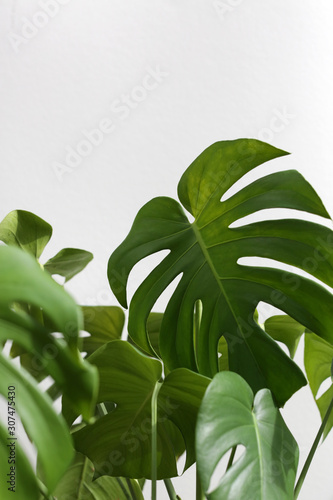 Vibrant Green Mostera Plant Leaves Against A White Background photo