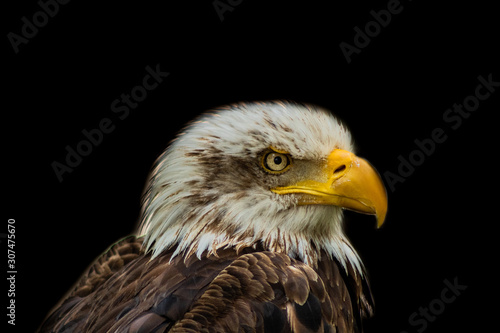 bald eagle resting in his innkeeper