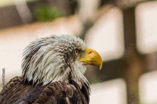 bald eagle resting in his innkeeper