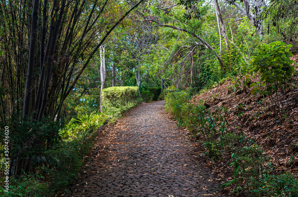 Footpath in the Botanical Garden Footpath in the Botanical Garden