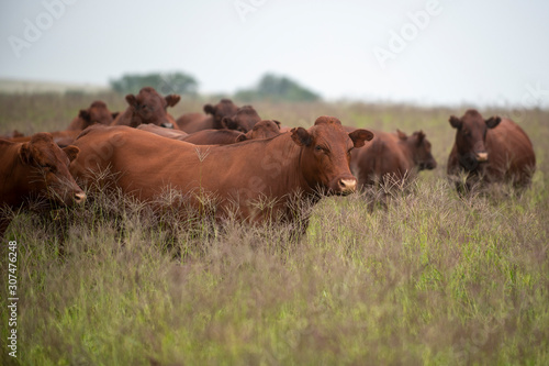  Bonsmara Cattle in South Africa, Free State photo