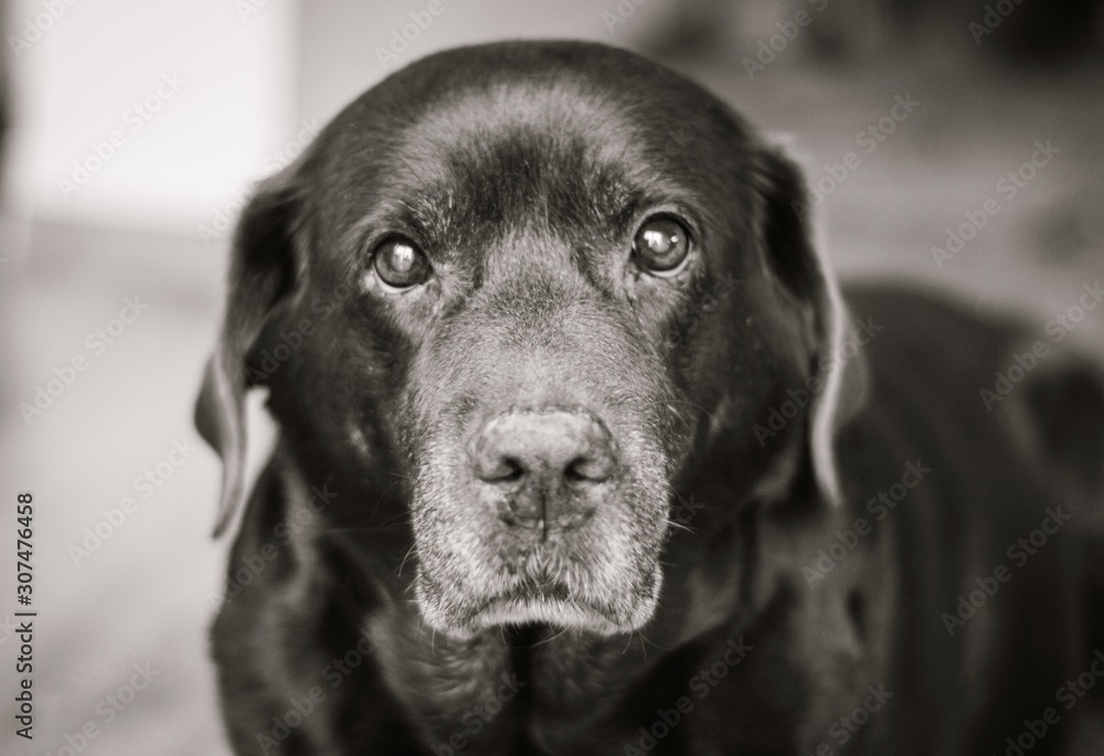 Labrador Labrador