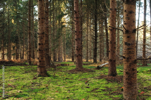 Unser sch  ner Wald