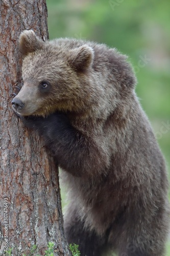 Wallpaper Mural Cub of Brown bear (Ursus Arctos Arctos) in the summer forest. Natural green Background Torontodigital.ca