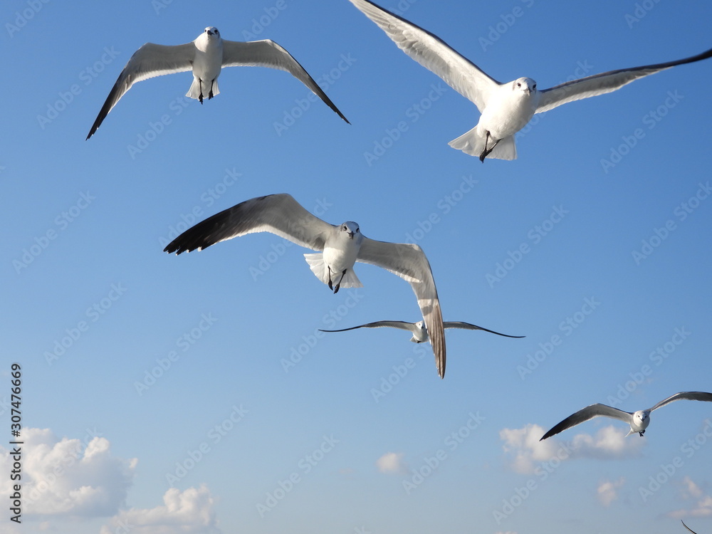 Albatros volando
