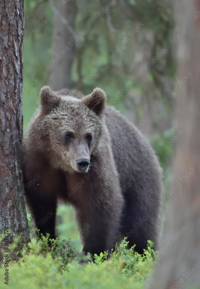 Cub of Brown bear (Ursus Arctos Arctos) in the summer forest. Natural green Background Cub of Brown bear (Ursus Arctos Arctos) in the summer forest. Natural green Background
